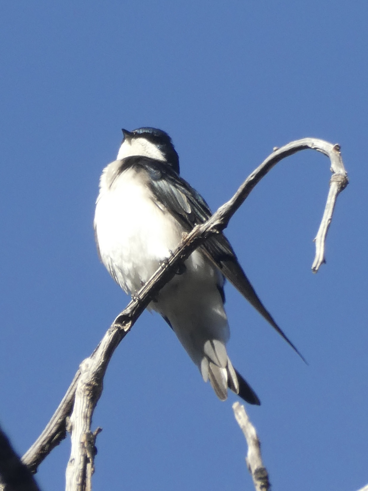 Tree swallow in tree heehee